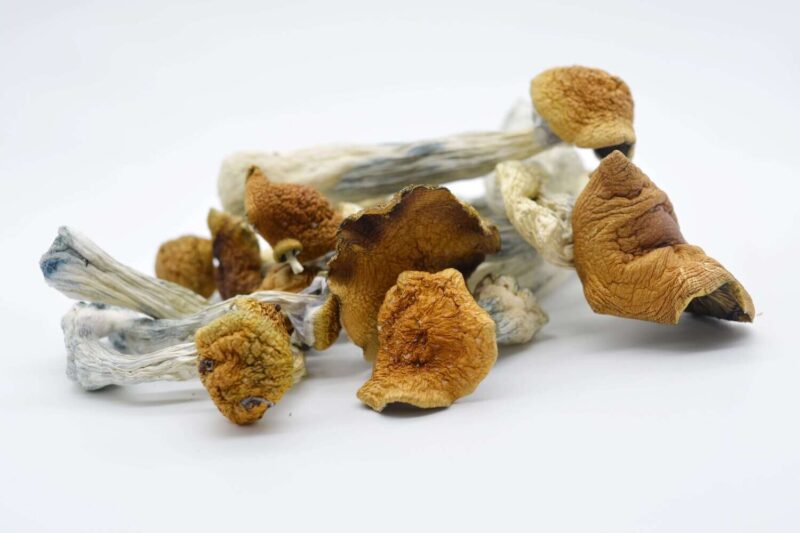 Funghi magici Blue Meanie - immagine 2