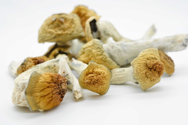 Funghi magici Penis Envy - immagine 3