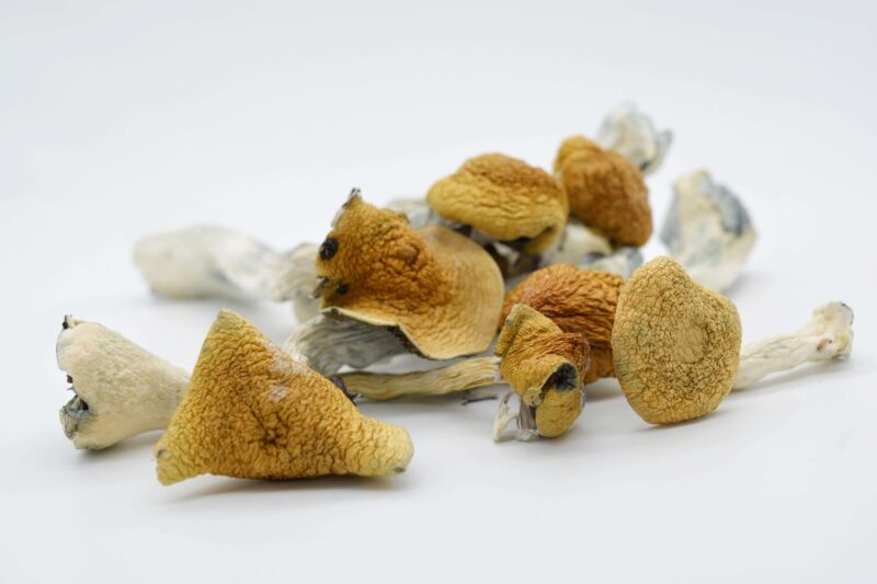 Funghi magici Golden Teacher - immagine 2
