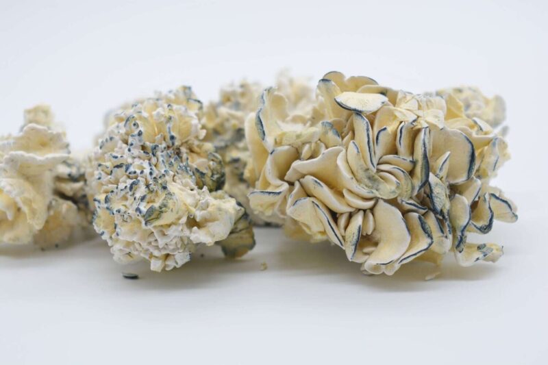 Funghi magici Enigma - immagine 2