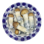 Funghi magici albini di prima qualità