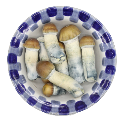 Funghi magici blu Pulaski Premium