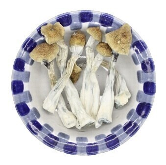 Funghi magici Golden Teacher