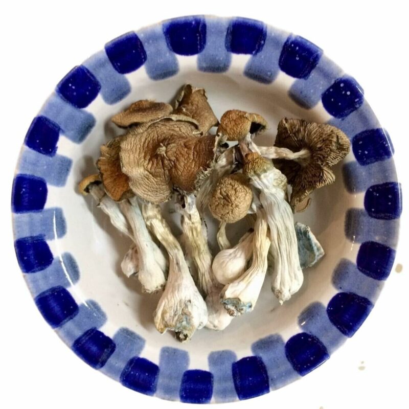 Funghi magici Blue Meanie