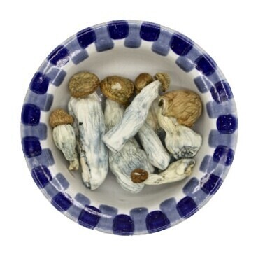 Funghi magici Penis Envy