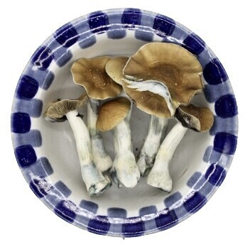 Funghi magici Golden Teacher Premium