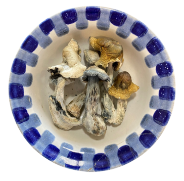 Funghi magici Makilla Gorilla