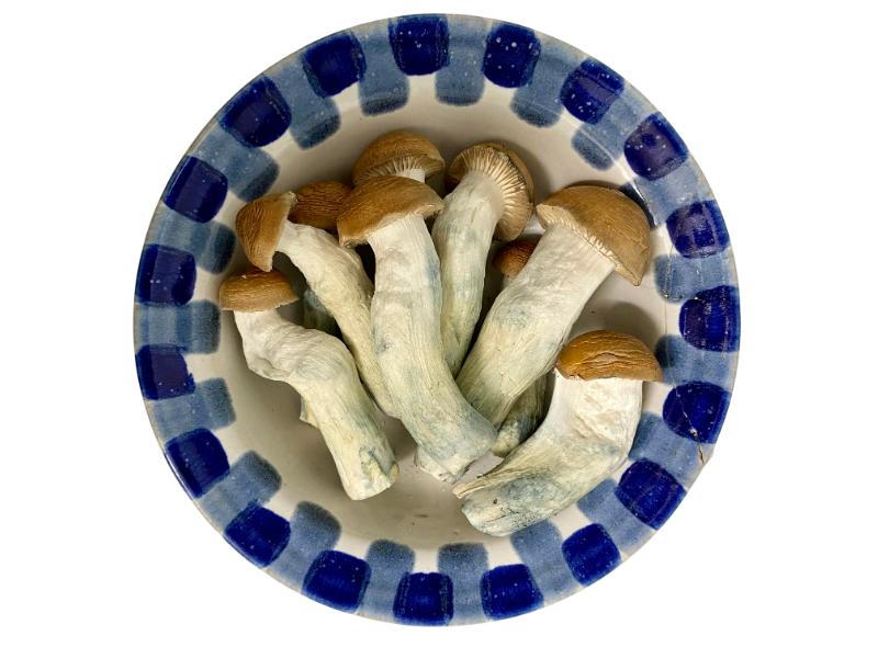 Codice Premium Funghi Magici Blu